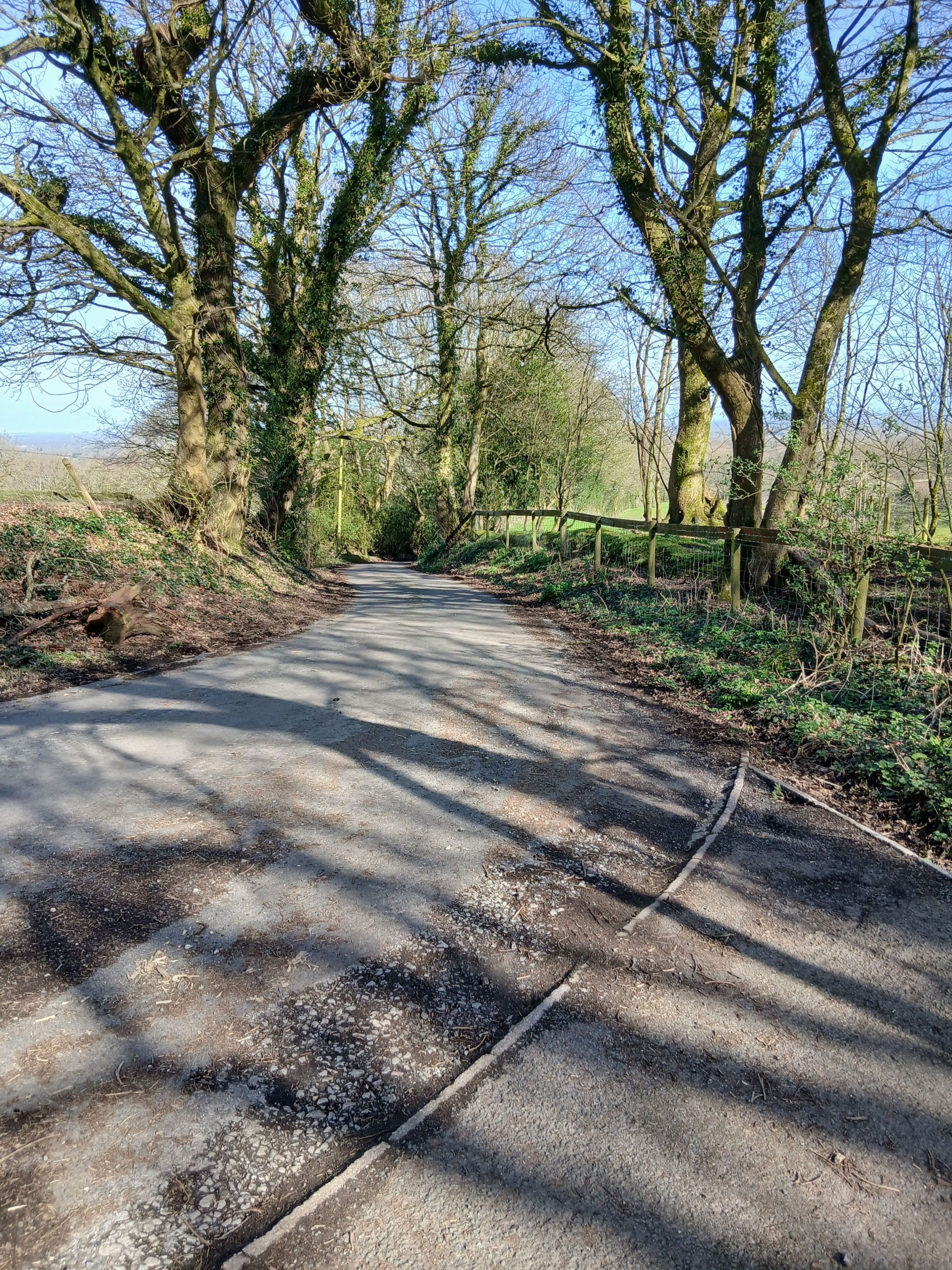 View down lane under trees